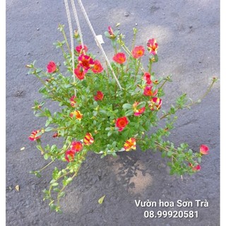 Hoa mười giờ sam.