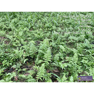 Cây Rau Dớn (Rau Rớn)