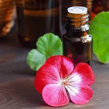 Tinh dầu Phong lữ (Geranium)