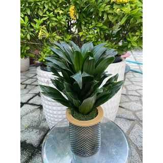 cây phát tài để bàn