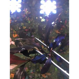 Combo Phân Nước Bucephalandra | Phân nước Bucep | Buce Aquarist