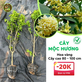 Cây mộc hương ta hoa vàng cao 80 - 100cm giống chuẩn hoa vàng thơm ngát