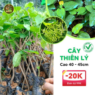 Cây thiên lý giống siêu hoa có bầu đất nhiều rễ sức sống tốt