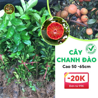 Cây chanh đào ghép cao 50 - 60cm chất lượng cao khả năng sinh trưởng phát triển mạnh, năng suất quả cao