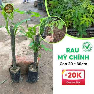 Cây giống rau mỳ chính, rau bina chaya có bầu đất cành rễ khỏe