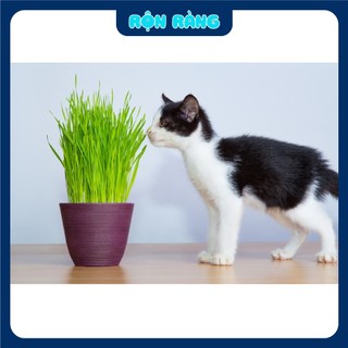 Hạt Giống Cỏ Lúa Mì (Mầm Lúa Mạch) Phú Nông - Gói 100gr