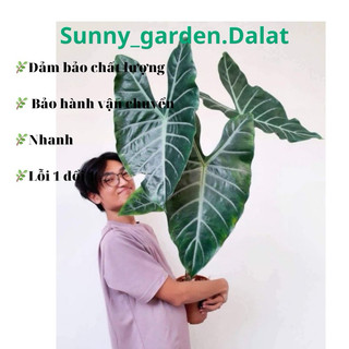 Chậu cứng Alocasia longiloba silver - môn mũi tên bạc