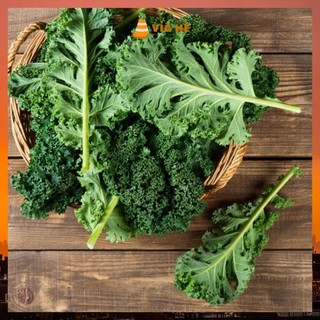 Hạt giống cải xoăn kale túi 5g hạt giống phương nam