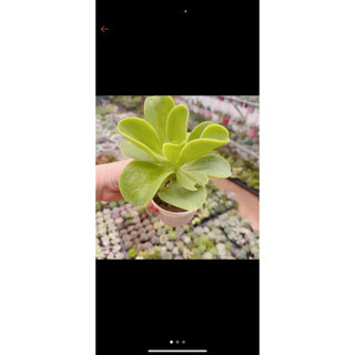 sen đá bèo pháp size tô 7-9cm