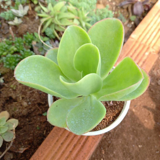 Sen đá bèo pháp size tô 7-9cm