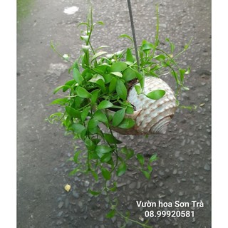 (VHST giao TP.HCM trong ngày) CÂY ĐÔ LA HẠT DƯA.