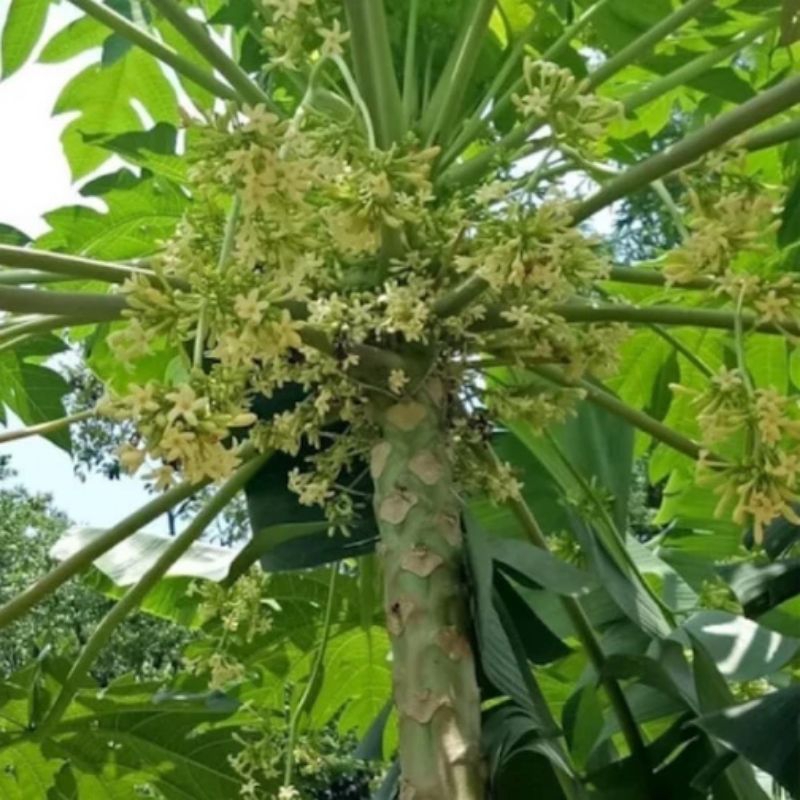 50 hạt đu đủ đực làm giống (dược liệu)