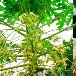 50 hạt đu đủ đực làm giống (dược liệu)