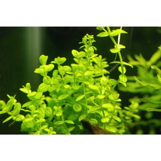 chậu Cây Thuỷ Sinh Cắt Cắm: DƯA HẤU THUỶ SINH - Không Cần Co2 (Trung/Hậu Cảnh)