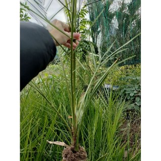 CÂY GIỐNG CHÀ LÀ THÁI