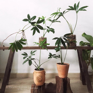 Cây Trầu Bà Philodendron Goeldii Lá To, Cây Trồng Trang Trí, Decor
