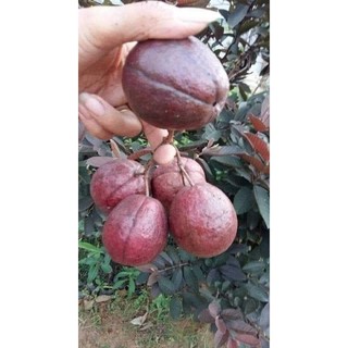 Cây giống ổi tím malaisya (chuẩn giống)