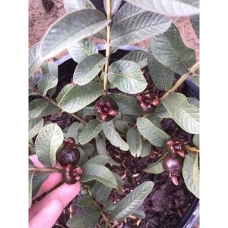 Cây giống ổi tím malaisya (chuẩn giống)