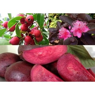 Cây giống ổi tím malaisya (chuẩn giống)