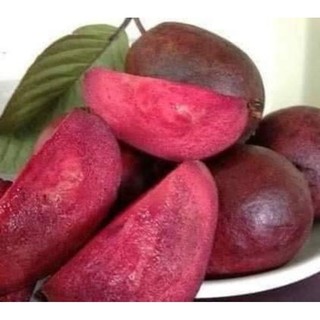 Cây giống ổi tím malaisya (chuẩn giống)