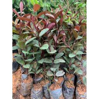 Cây giống ổi tím malaisya (chuẩn giống)
