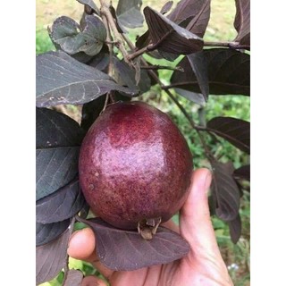 Cây giống ổi tím malaisya (chuẩn giống)
