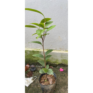 Giống  trà hoa vàng cao 60cm