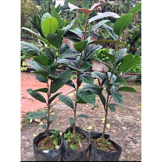 Giống  trà hoa vàng cao 60cm