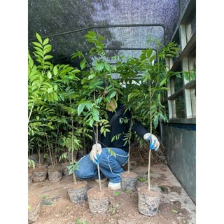 CÂY MÓC MẬT CAO 1 MÉT