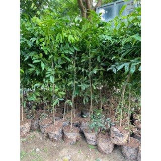 Cây móc mật cao 1 mét