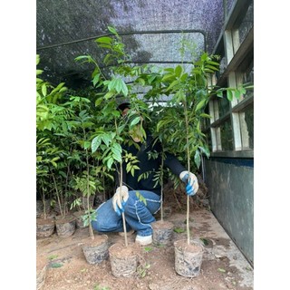 CÂY MÓC MẬT CAO 1 MÉT