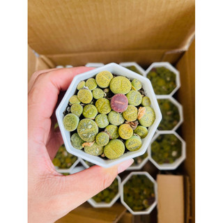 Chậu mông xanh- sen thạch lan, sen đá lithops. chậu sen mông 20-25 cây