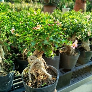 Cây Mai Hồng Ngọc Bonsai ( hàng đẹp .ảnh thật )