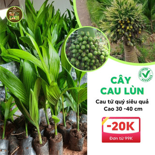 CÂY CAU LÙN - CAU TỨ QUÝ( cau lấy quả ăn trầu- cây 30-40cm )