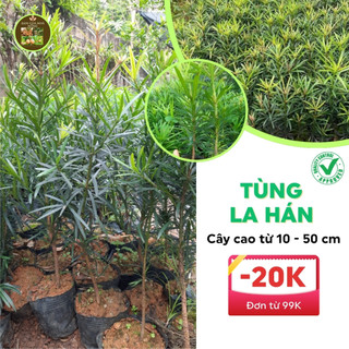 Cây giống Tùng la hán, Vạn niên tùng, cây cao 30-50CM, nhiều cành nhánh
