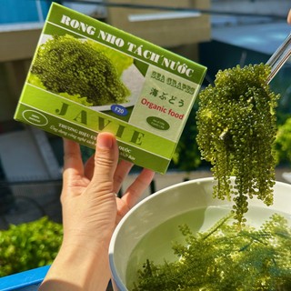 HỘP 250g/120g Rong Nho Tách Nước Khánh Hòa - Tặng kèm 5 GÓI Xốt mè rang - Tách nước theo công nghệ Nhật Bản