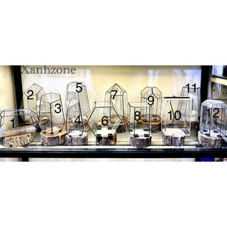 Terrarium đa giác, bể terrarim kính, bình terrarium chưa setup