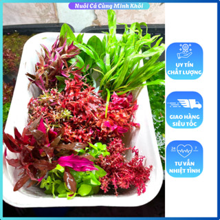 [Quà tùy chọn] Combo 10 loại cây cắt cắm lá nước, 10 chậu cây thủy sinh cắt cắm, đất trộn dưỡng cây