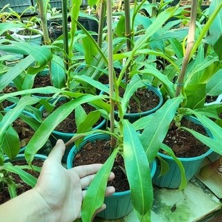 [CÂY TRUNG] Cây nắp ấm nx ventrata