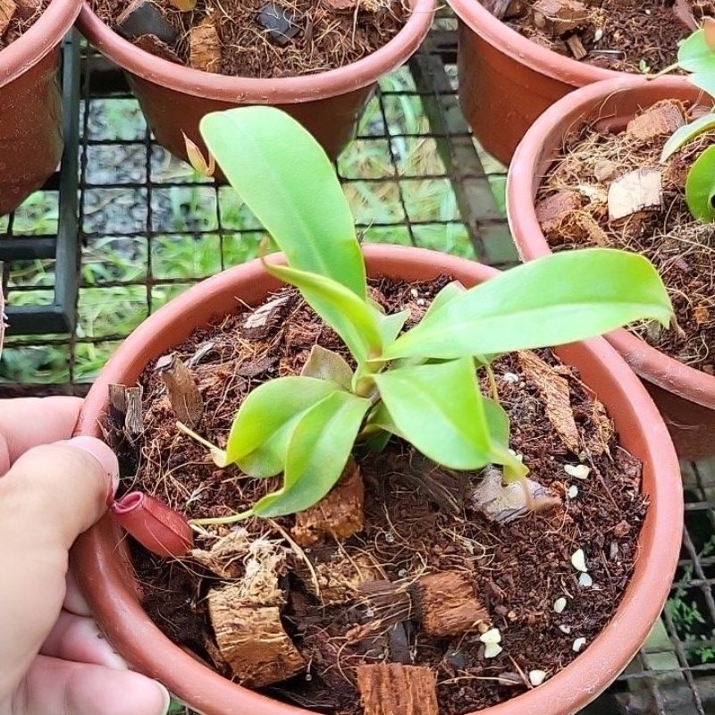 [size nhỏ] cây nắp ấm gardentech