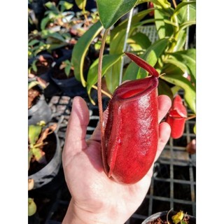 [size nhỏ] cây nắp ấm gardentech