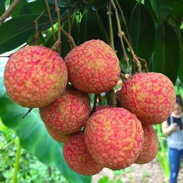 CÂY GIỐNG VẢI THIỀU
