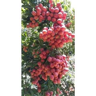 CÂY GIỐNG VẢI THIỀU