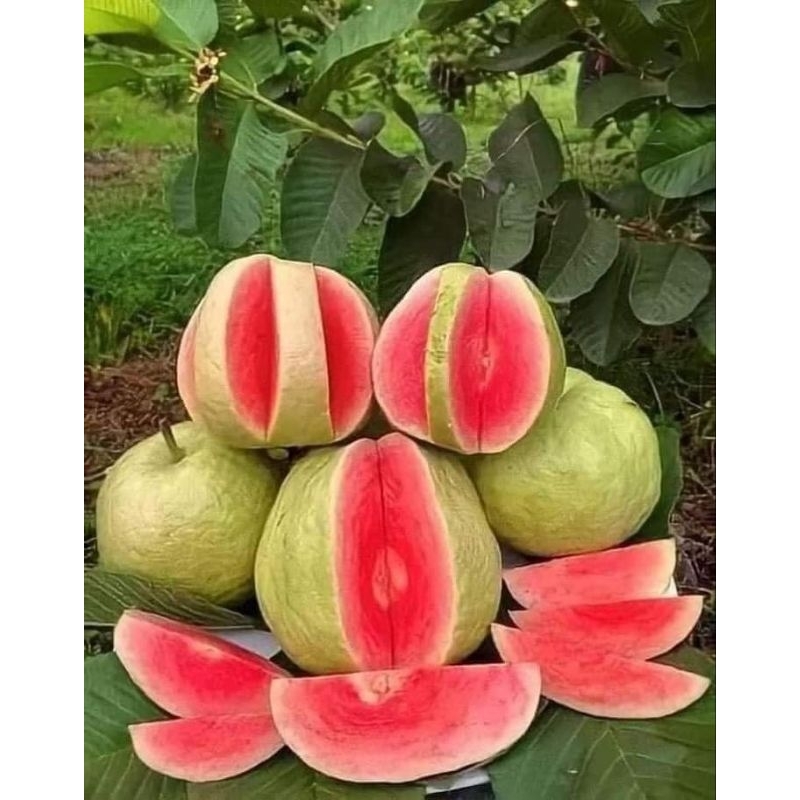 Cây giống ổi ruby ruột đỏ ( ổi nữ hoàng)