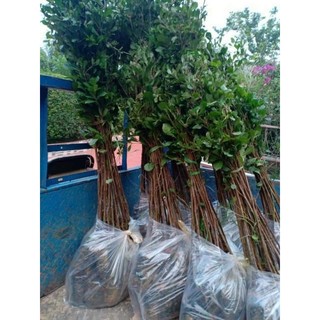 Combo 10 cây bàng đài loan cao 40 50 cm