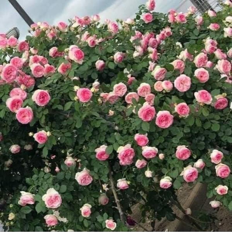 Gốc hoa  hồng Leo mon ( tặng kèm kích rễ)