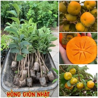 Cây giống hồng giòn nhật bản không hạt