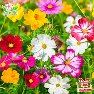 Hạt Giống Hoa Sao Nhái Mix Màu + Tặng Phân Bón