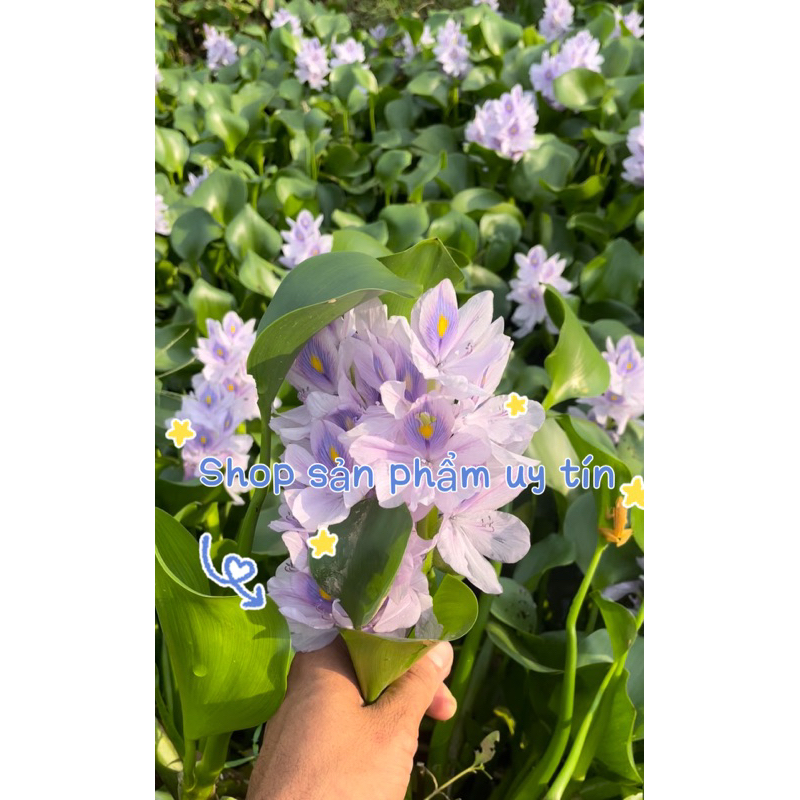 cây lục bình (gốc giống ) 15 cây