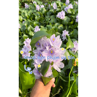 Cây lục bình 15 cây